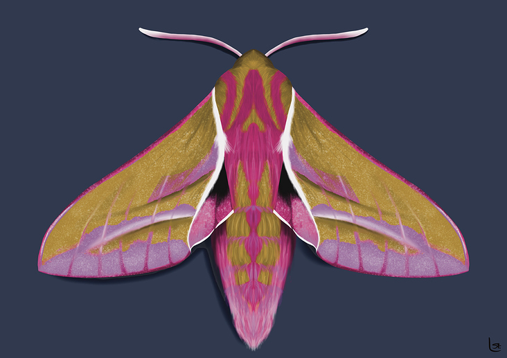 Elephant moth