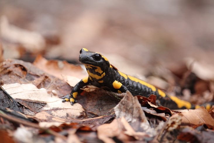 Feuersalamander aus dem Harz