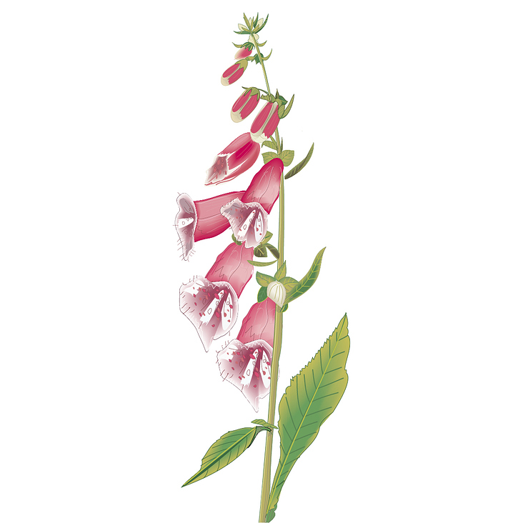 Vektorillustration – Fingerhut – Digitalis – Apothekenkalender