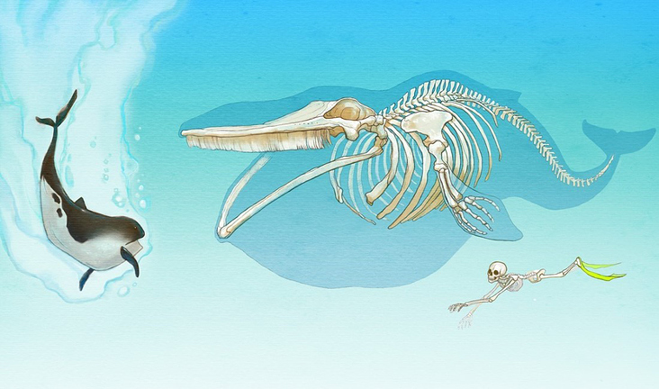 Geschichte der Wale, Museumsschautafel