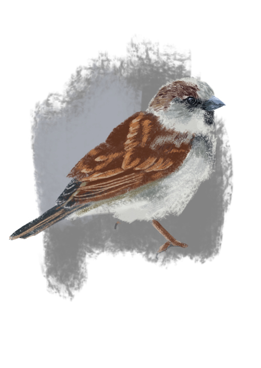 Sperling || sparrow