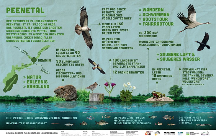 Gestaltung Infografik für Banner und Beklebung einer Litfaßsäule „Flusslandschaft Peenetal“