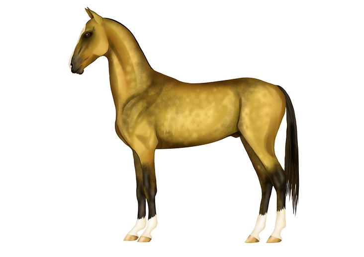 Akhal Teke