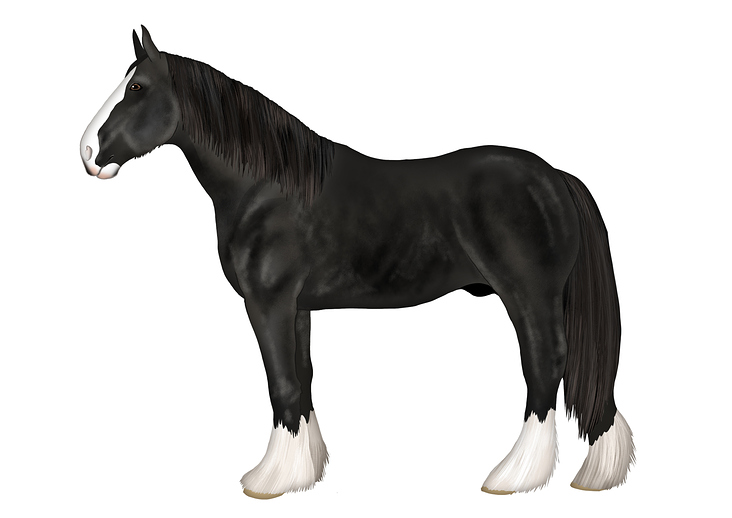 Shire Horse