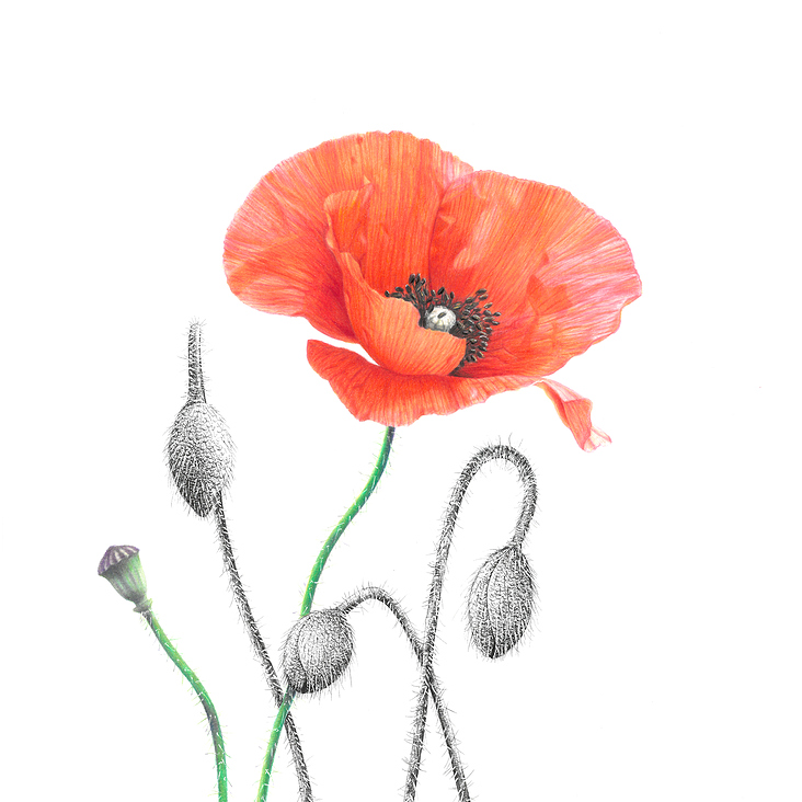 Klatschmohn