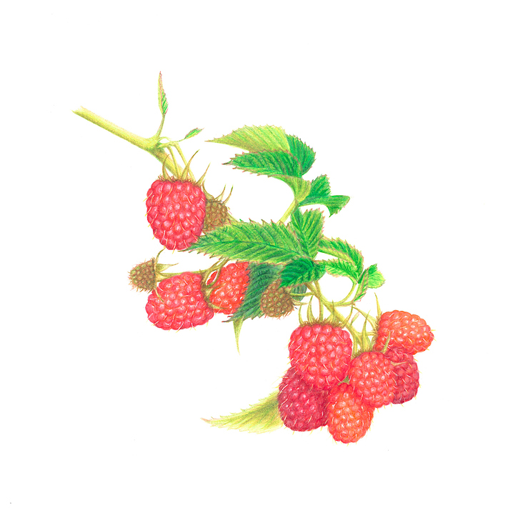 Himbeeren