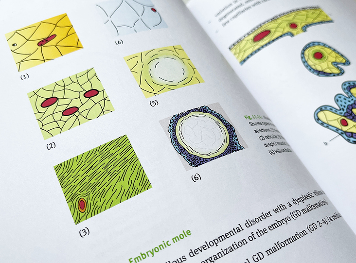 Medizinische Illustrationen