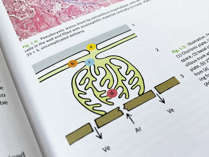 Medizinische Illustrationen