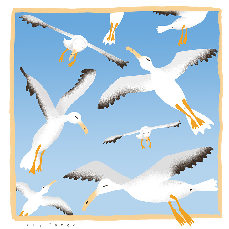 Seagulls