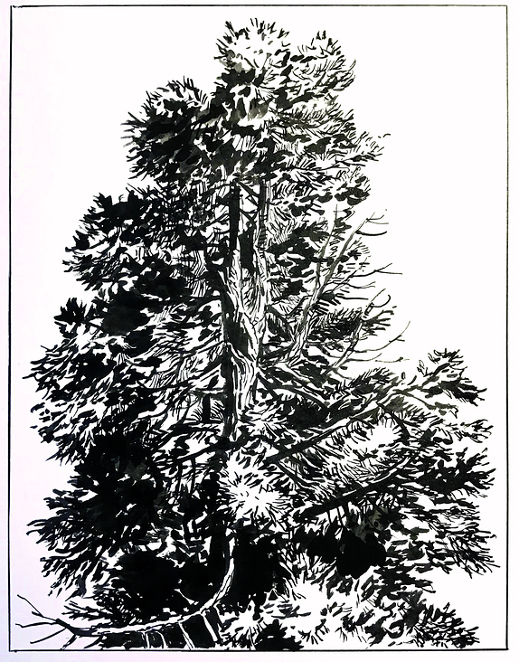 „Sequoia“, Tusche, analog