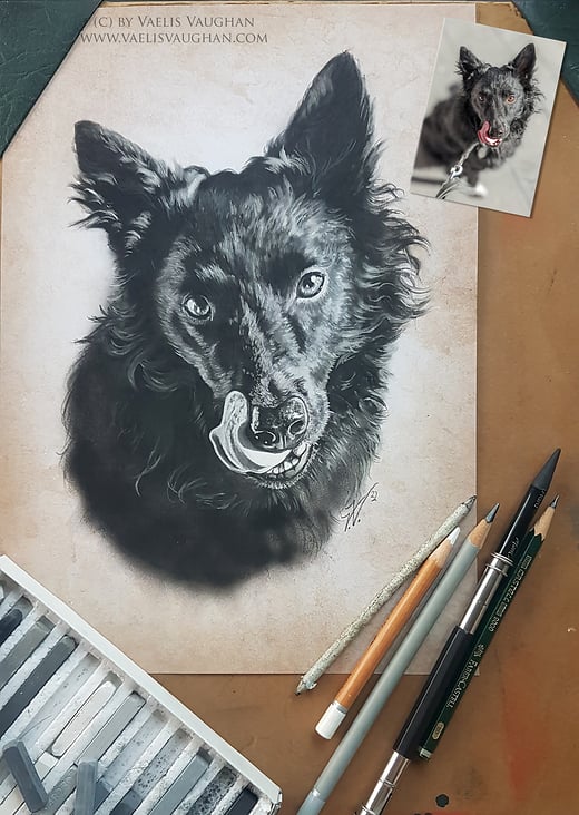Handgemaltes Hundeporträt in Kohle und Bleistift auf Pergamentpapier