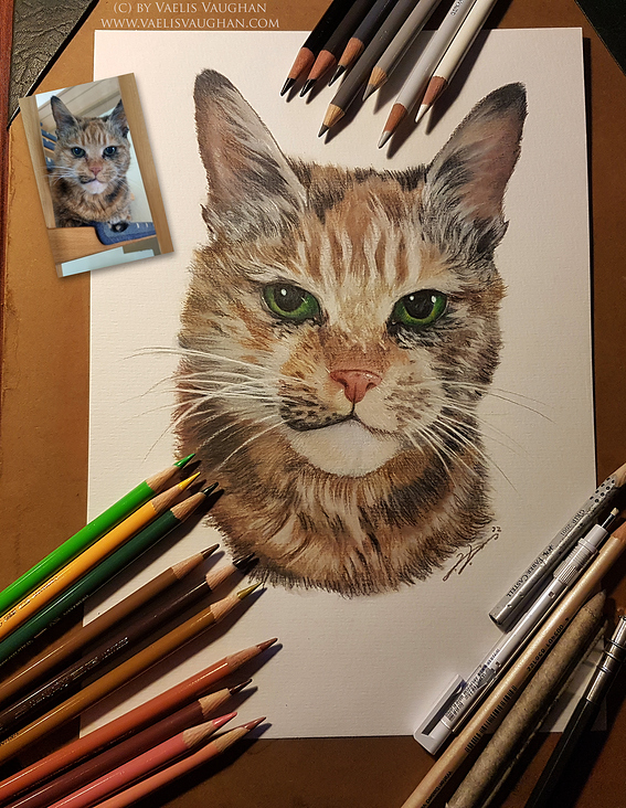 Handgemaltes Katzenporträt mit Prismacolors (Buntstiften) auf Künstlerpapier