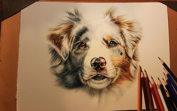 Handgemaltes Hundeporträt Aussie (Australian Shepherd) mit Prismacolors (Buntstiften) auf Künstlerpapier