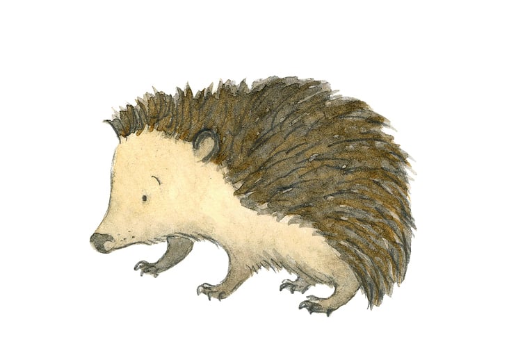 Igel