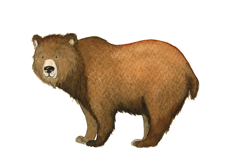 Braunbär