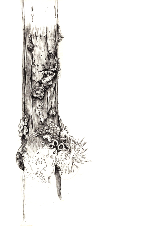 Baum Illustration