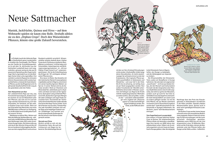 Studio ZX GmbH Pflanzenillustration für das Off the bench Magazine
