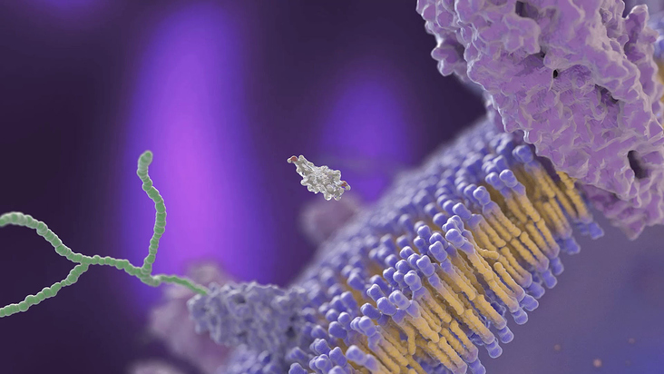 Medizinische 3D Animation / Serro Kontrazeptiva / ÖstrogeninZelle / Hormonrezeptor mRNA Transkription