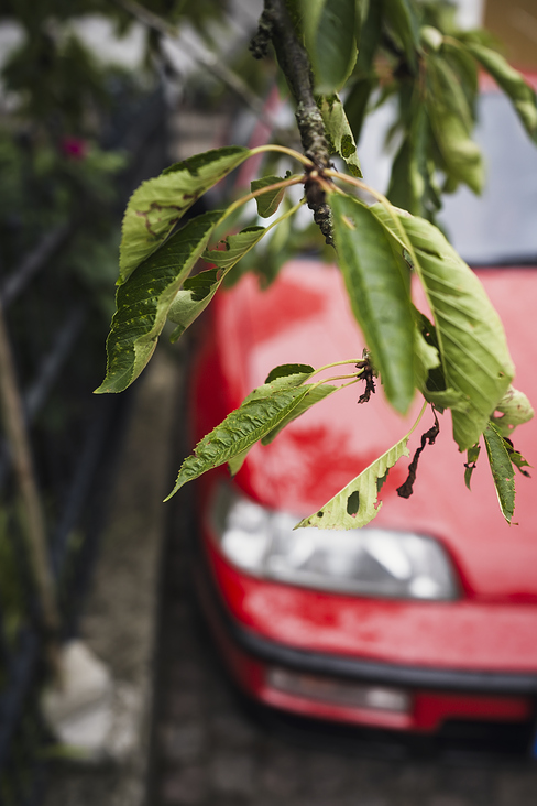 Kirschbaumblatt und roter Honda Civic