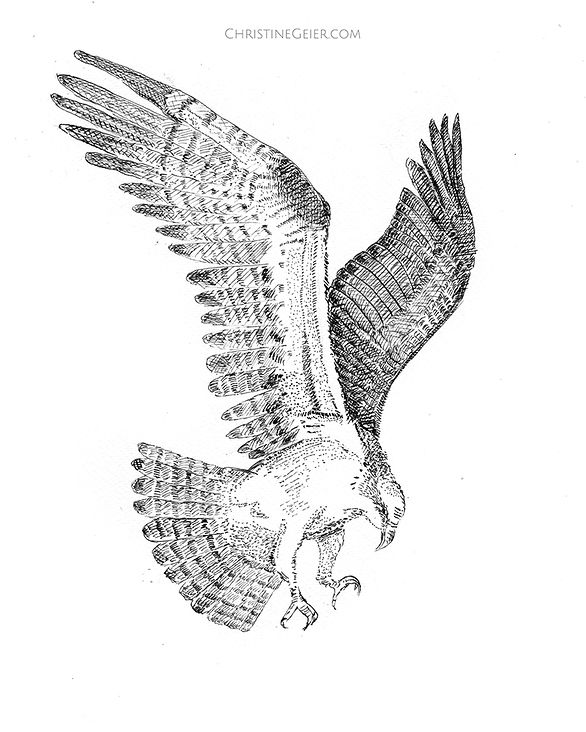 Adler