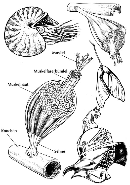 Strichzeichnungen mit Pinsel und Feder