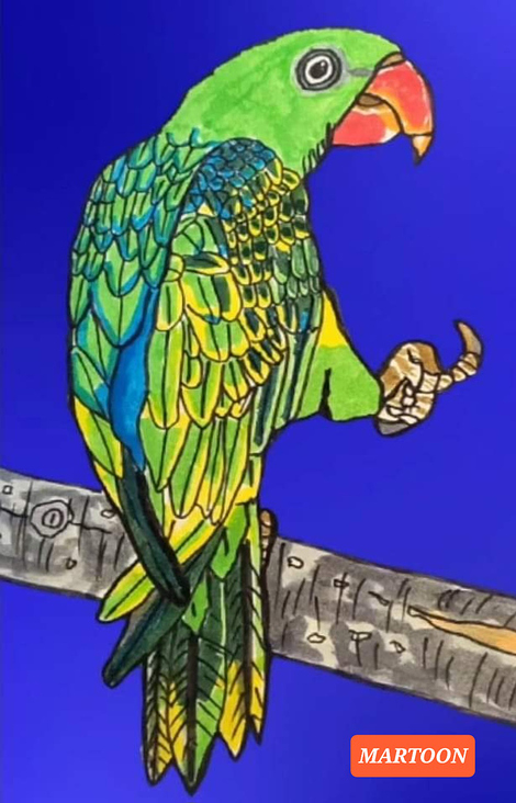 Septembird-23 – Tag 15 – Vogel:Großschnabel Papagei