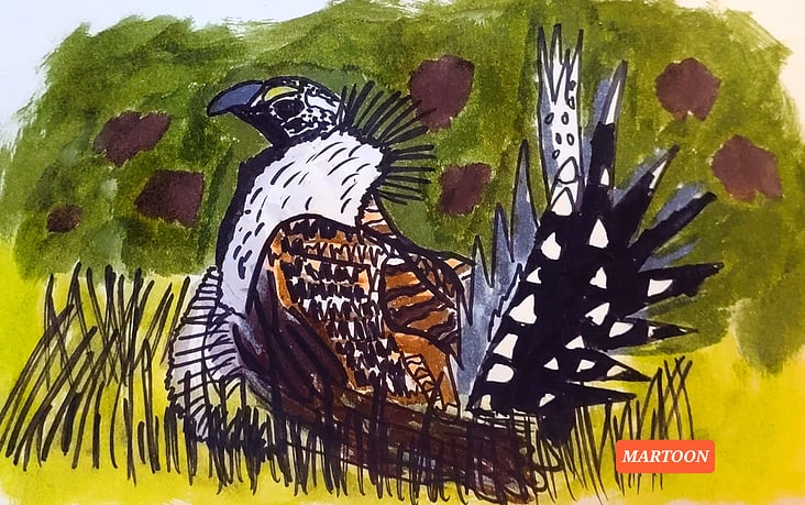 Septembird 23 – Tag 16 – Vogel:Greater Sage Grouse (Beifusshuhn).