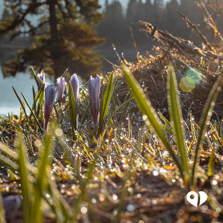 Krokusse in den Alpen