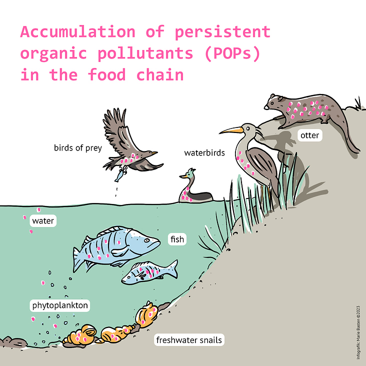 Infografik zum Thema persistierende, organische Schadstoffe (POPs) in der Nahrungskette