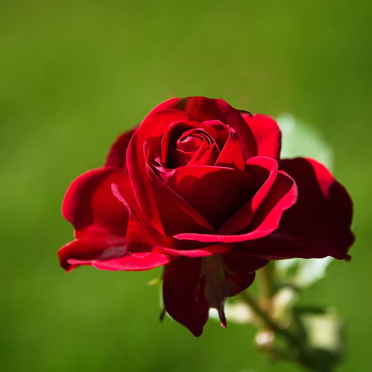 Rote Rosen…
