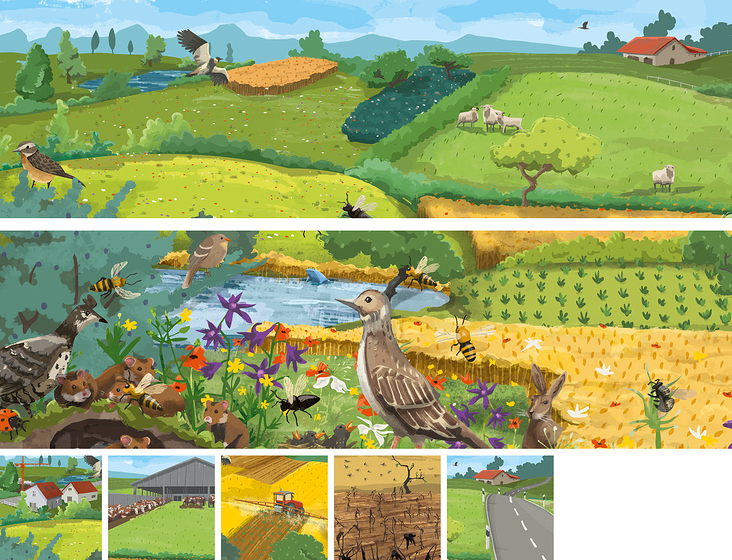 Wimmelbild zum Biotop „Agrarlandschaft“ mit zugehörigen Spielkarten