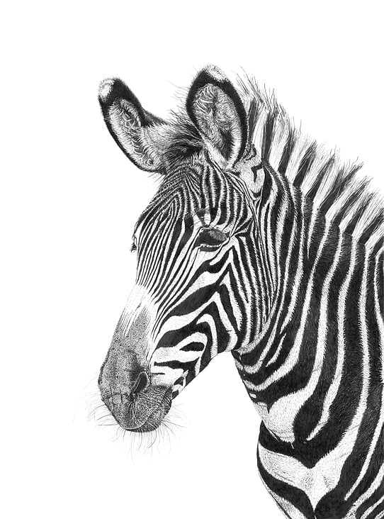 Zebra