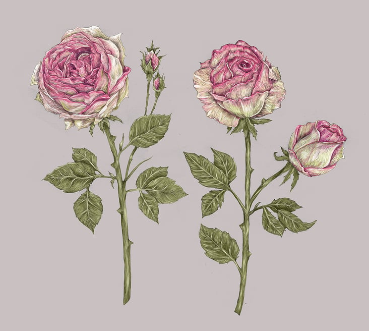 Botanische Illustration Rosen