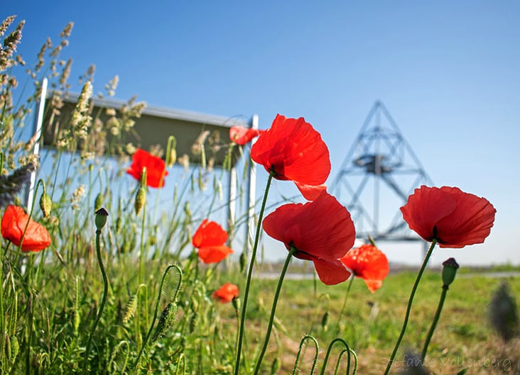 Mohnblumen auf der Halde Beckstraße in Bottrop