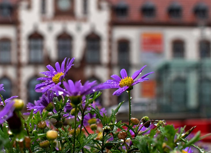 Blumen vor dem Kunstmuseum in Mülheim