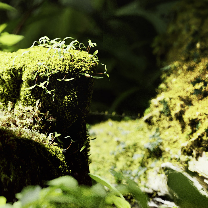 green origin – full cgi 3d rendering – vd-bereswill.de