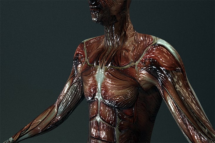 Plastinat 3D