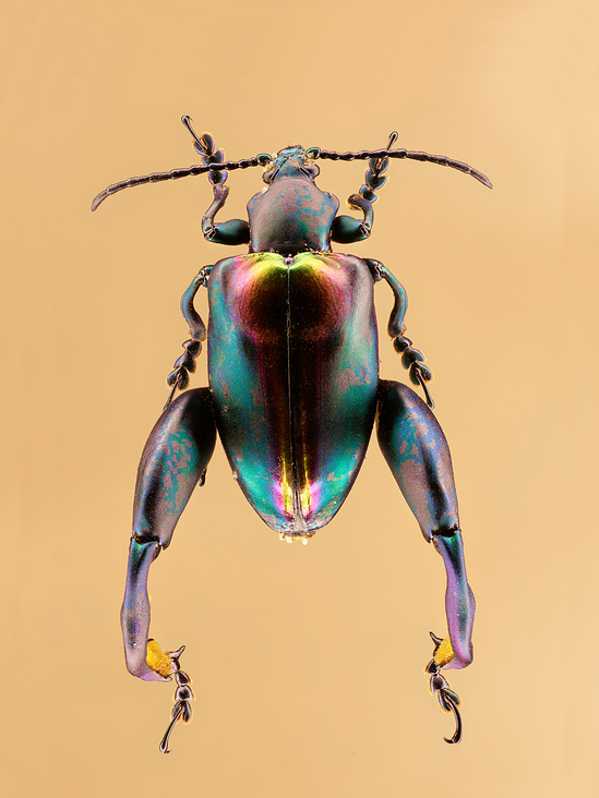 Bug-#2
