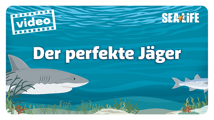 Sealife München – Infovideo über Haie