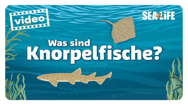 Sealife München – Erklärvideo über Knorpelfische