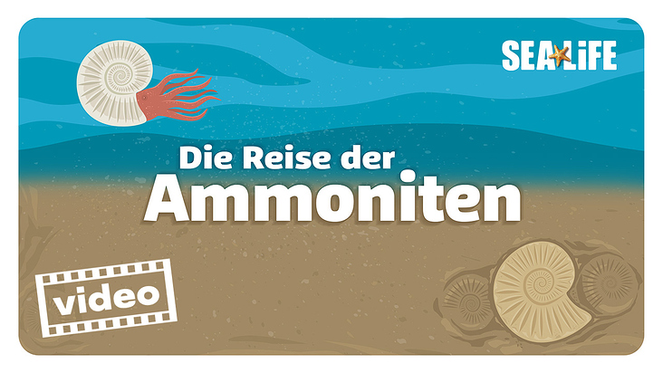 Sealife München – Erklärvideo über Fossilien