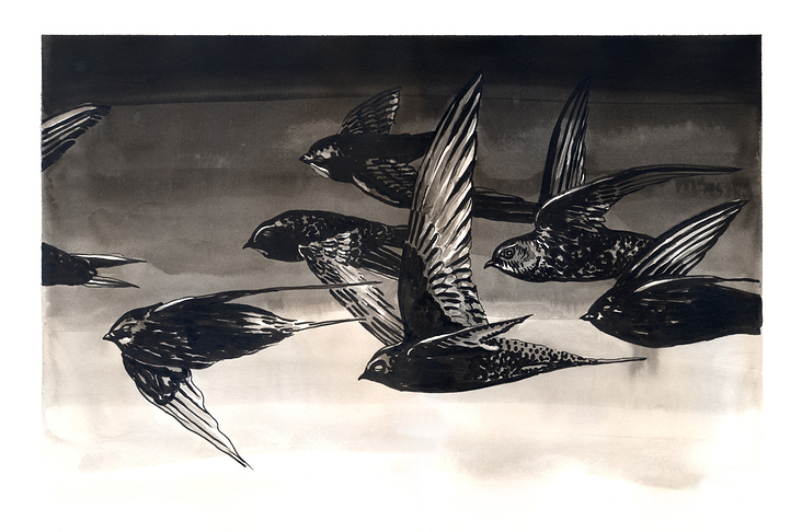 Mauersegler, Illustration nach der Erzählung „Abendflüge“ im gleichnamigen Buch von Helen Mcdonald (Hanser 2020)