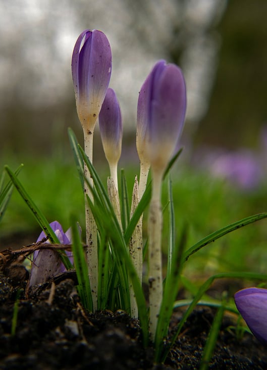 Frühblüher auf Augenhöhe