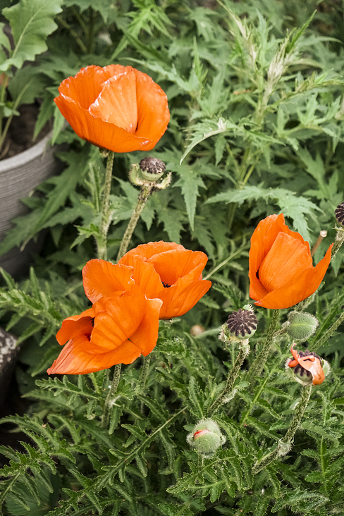 Im Garten ist es am schönsten – Mohnblumen