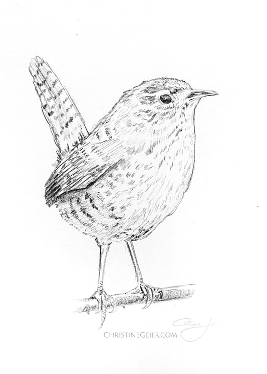 Zaunkönig wren