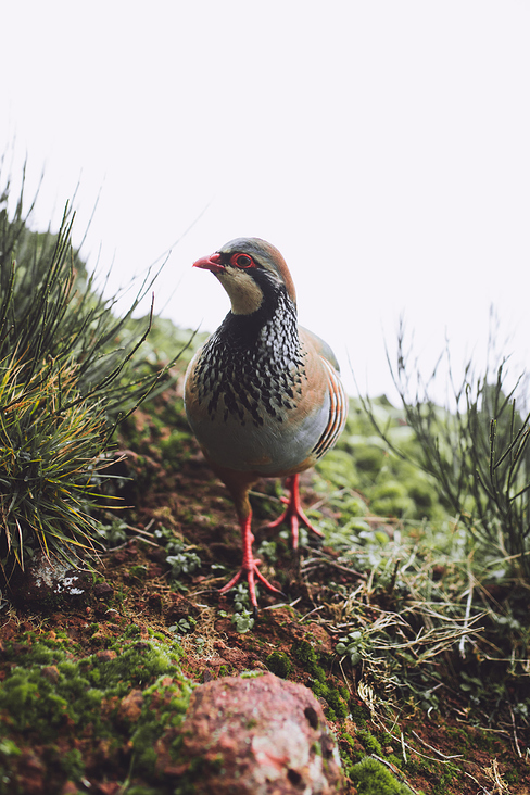 Wander Content Creation Madeira