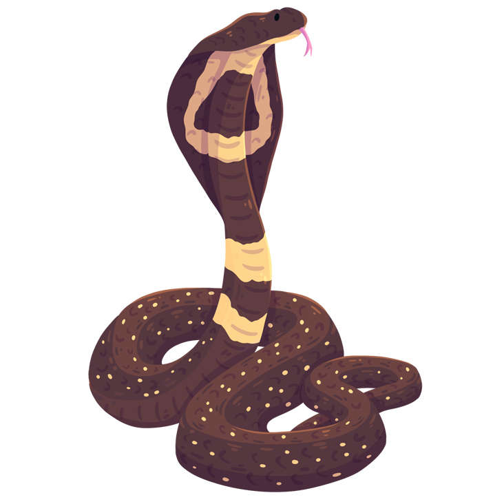 cobra