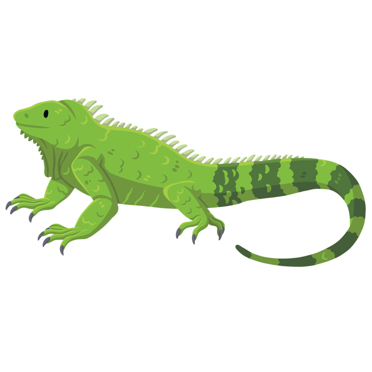 iguana