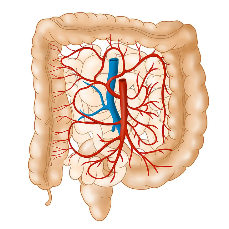 Darm mit Gefäßen