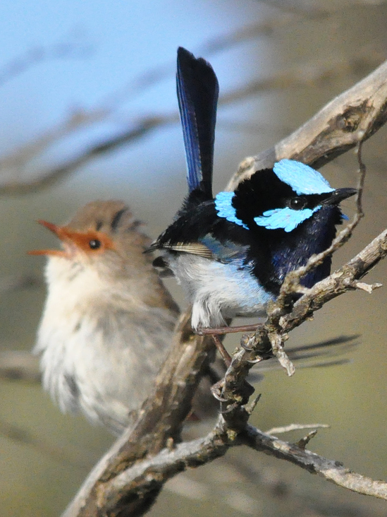 SUPERB FAIRY WRENS | MORNINGTON FORESHORE | AUSTRALIEN